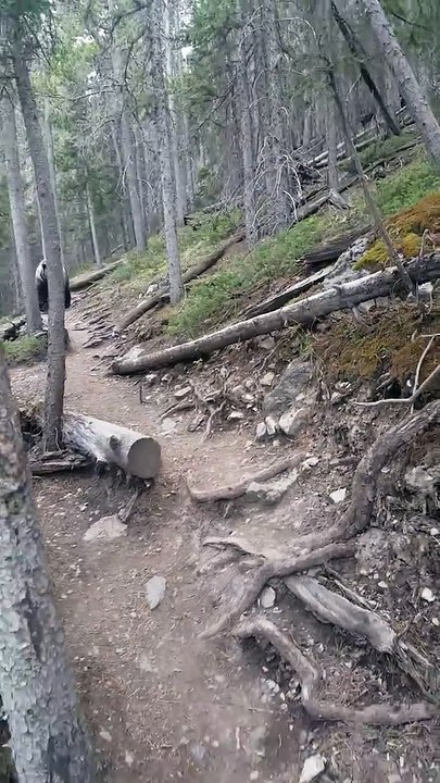 Un couple face à un grizzly lors d'une randonnée