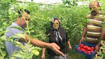 Domates üreticisi 'Fatma teyze'nin ihracat başarısı - İZMİR