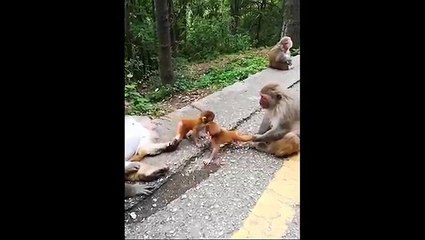 The dog can ride, the parrot can ride, it's amazing.