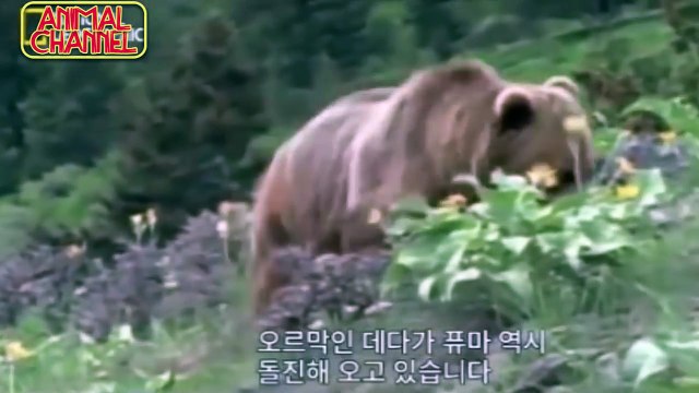 The Best of BIG CATS Attacks 2018 - Lions Tigers Leopard Jaguar Cheetah Puma Cougar