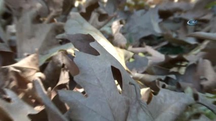 Antalya'da Aşırı Sıcakla Gelen Erken Sonbahar Şaşkınlığı