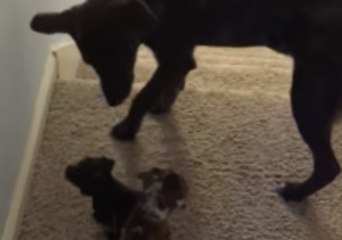 Download Video: Wise Older Dog Protects Foster Pups From Falling Down Stairs