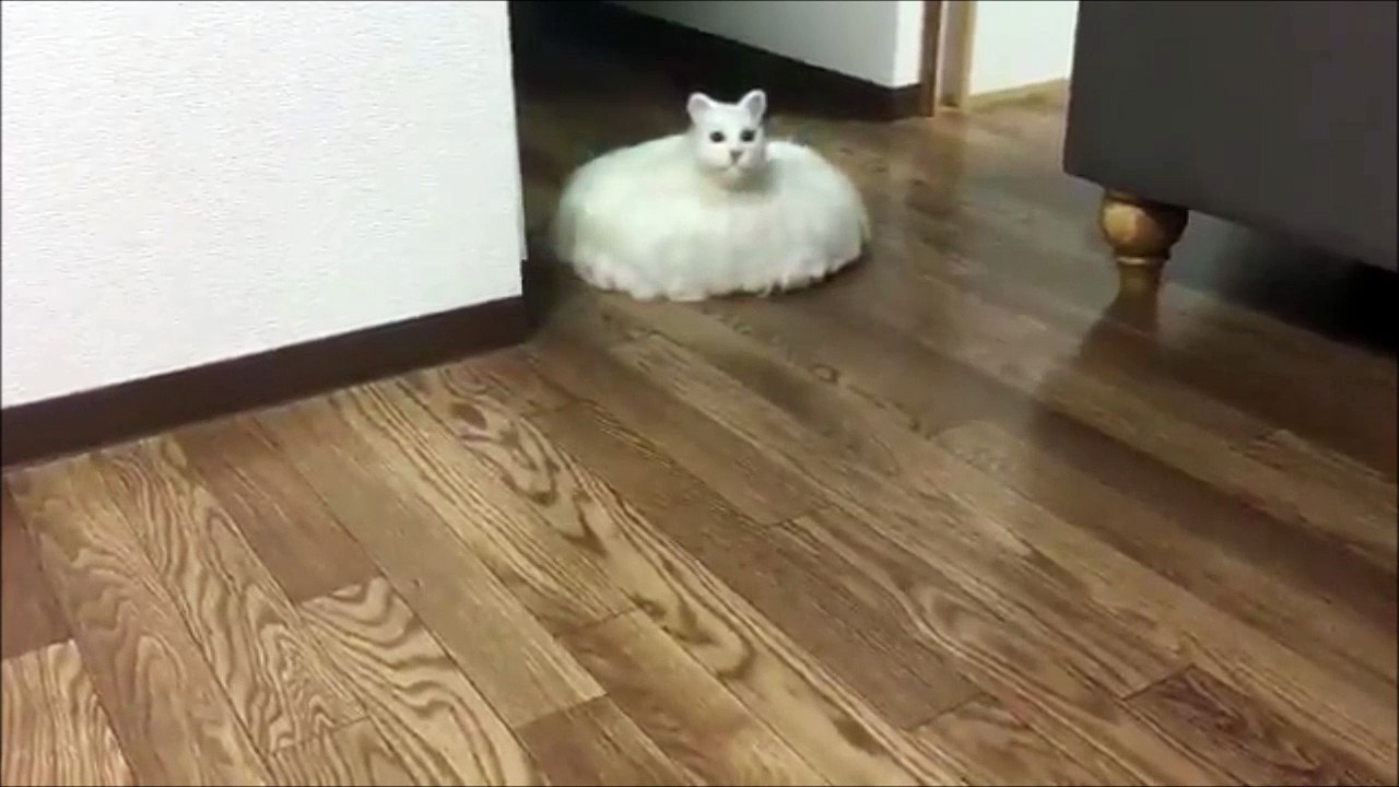 Voici le Chat Roomba