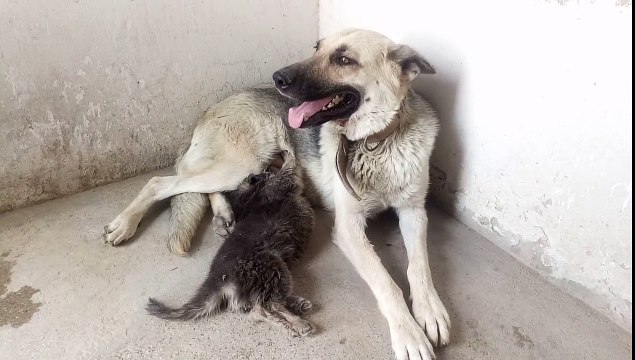 Pet Puppy with Mother feeding | Cute Dachshund Puppies Suckling