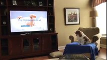 My dog guarding us from the puppy on TV