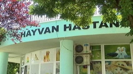 Felçli Sokak Hayvanları İçin Umut Oldular