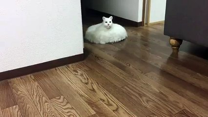 Un chat empaillé sur un aspirateur