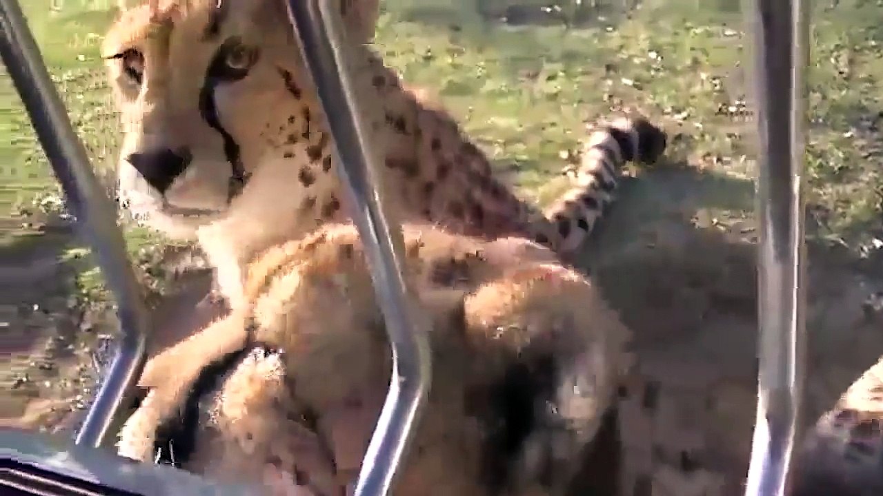 Miaulement d'un guépard
