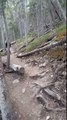 Des Australiens rencontrent un grizzly (Canada)