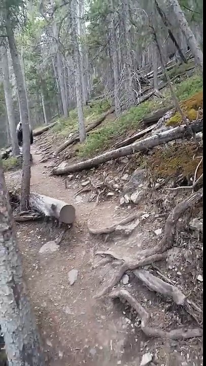 Des Australiens rencontrent un grizzly (Canada)