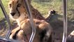 Miaulement d'un guépard / Meowing of a cheetah