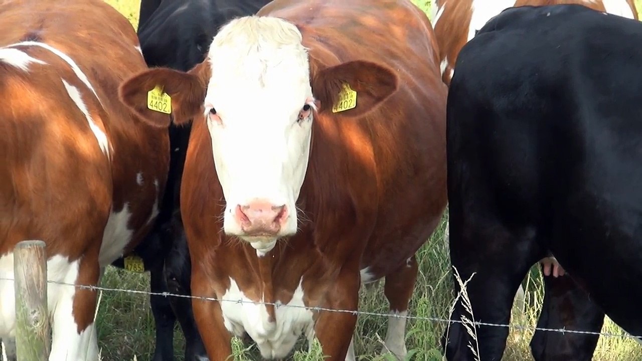 Cow Videos for Children, More Cows for Kids Old Macdonald