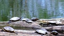 Video Of Turtles - Shanoy Coombs