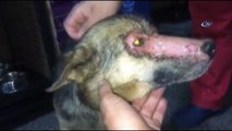- Yüzüne kimyasal madde atılmış köpeği vatandaşlar kurtardı