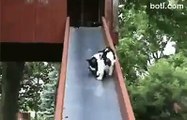 Japon parkında anneli köpek olmak