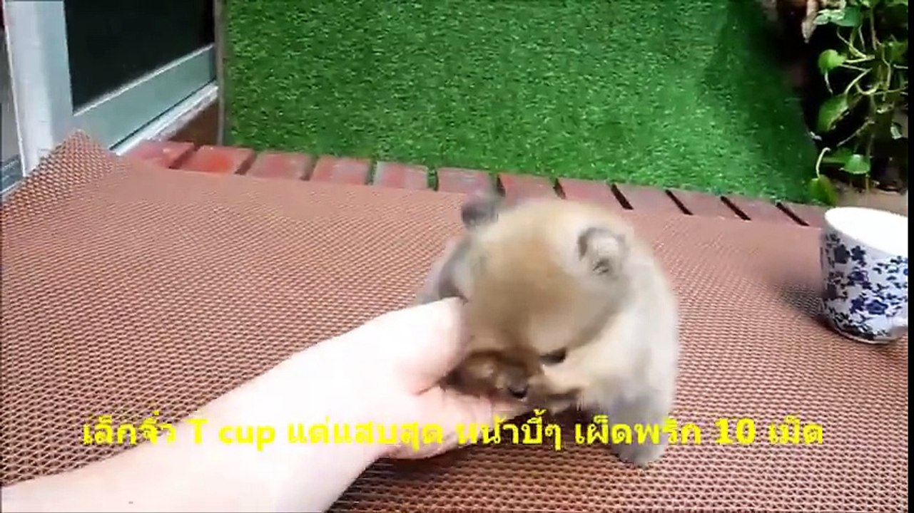 Minik Japon köpeği