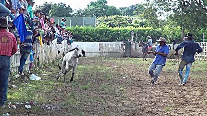 LAZO CRIOLLO A PIE POR PAREJAS