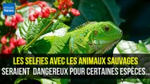 Les selfies avec les animaux sauvages seraient très dangereux pour certaines espèces...