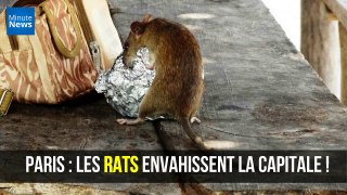Paris : Les rats envahissent la capitale