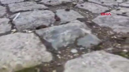 Bolu Abant'ta Yola Çıkan Binlerce Kurbağa Şaşırttı