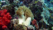 Deadly Predators of the Reef- the Queensland Grouper and the Sea Snake - BBC Earth