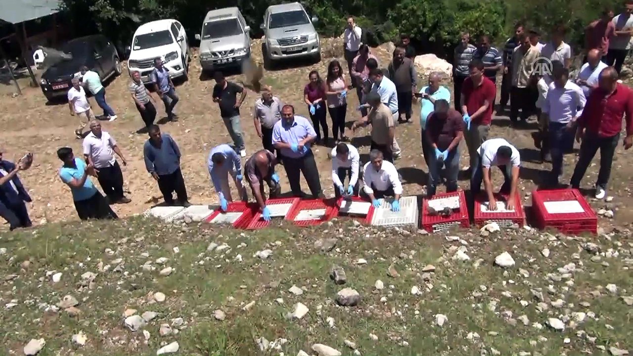 Adana'da 3 bin kınalı keklik doğaya salındı
