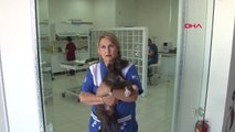Diyarbakır Annesi Yanmış Vaziyette Ölü Bulunan Köpeğin Yavrusu İstanbul'a Gönderildi Hd