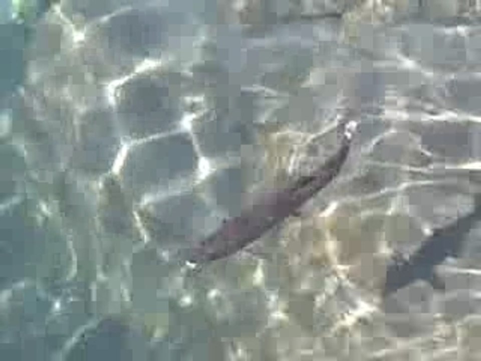 Peche en lac fermeture 2007