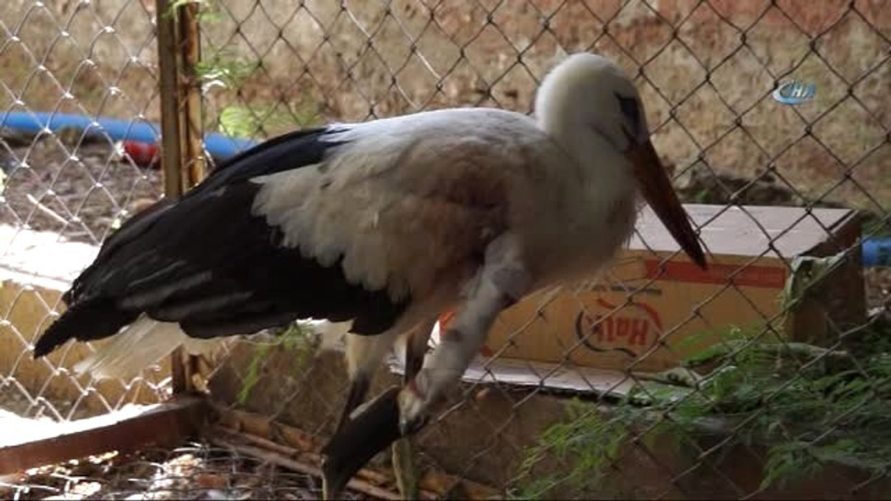 Batman'da Kanadı Kırılan Leylek Tedavi Altına Alındı
