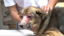 Düzce'de Yüzü Kimyasal Maddeyle Yakıldığı İddia Edilen Köpek Tedavi İçin İstanbul'a Getirildi