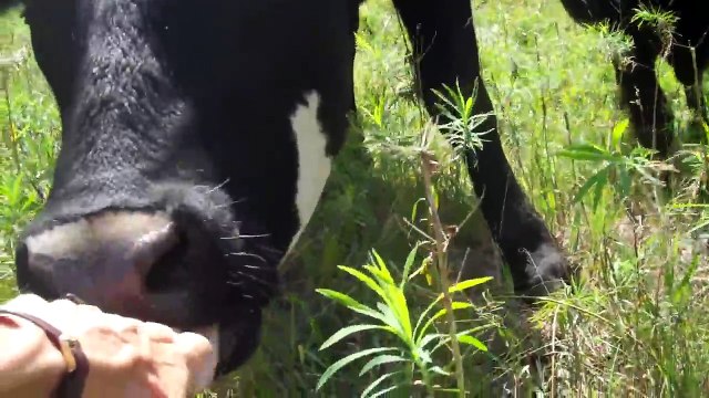 Cows Eating Grass at Lowland Farm Holistic High Density Grazing