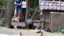 Pot Bellied Pig; Piglets, breastfeeding, Cute Micro Pig