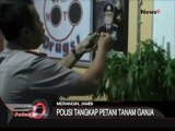 Polisi Temukan Ladang Ganja Di Perkebunan Kopi Jambi - iNews Petang 21/06