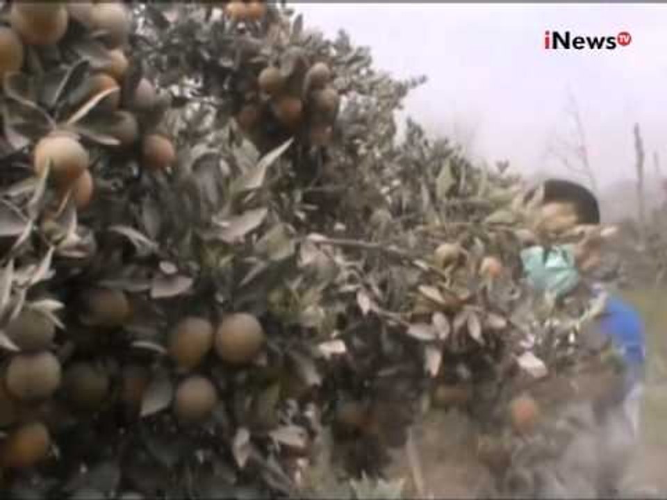 Erupsi Gunung Sinabung, Lahan Petani Terpapar Abu Vulkanik - iNews Pagi 03/07