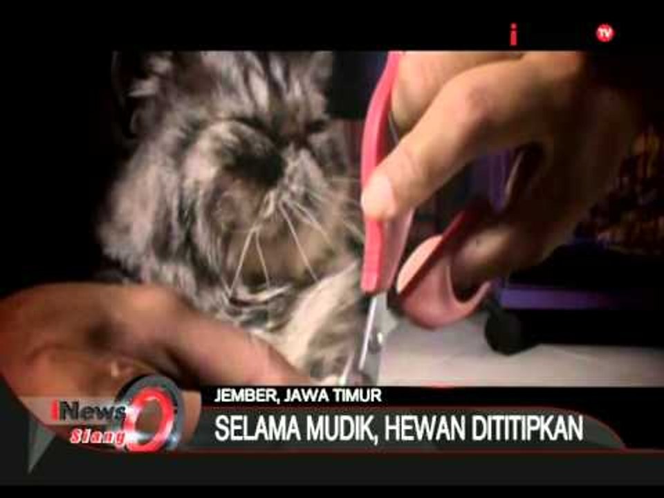 Jasa Penitipan Hewan Kesayangan - iNews Siang 13/07