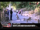 Ratusan Monyet Turun Ke Jalan Menjadi Tontonan Warga - iNews Petang 21/07