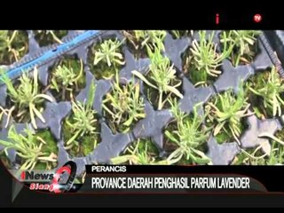 Wanginya Parfum Lavender - iNews Siang 21/07