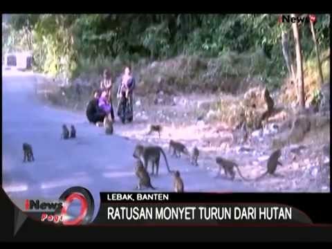 Ratusan Monyet Turun Gunung Meminta Makan Di Jalur Wisata Pantai Sawarna - iNews Pagi 22/07