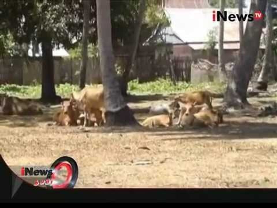 Belasan Ternak Sapi Milik Warga Mati Karena Dehidrasi Dampak Dari Kekeringan - iNews Pagi 17/08