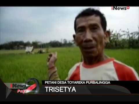 GAWAT!!! INDONESIA DARURAT KEKERINGAN - iNews Pagi 31/07