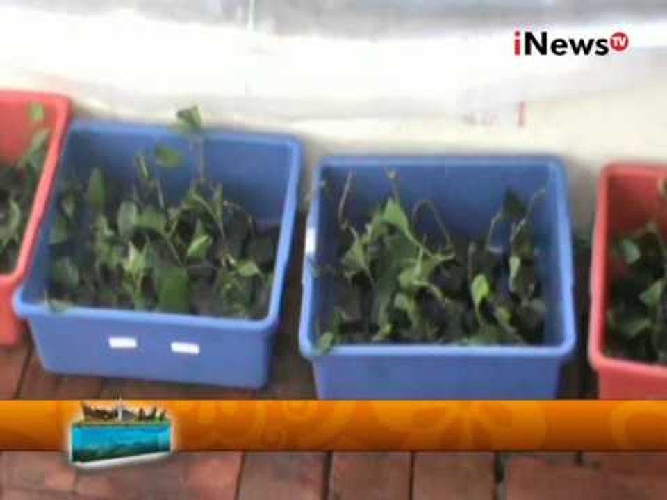 Cara Bertanam Juga Harus Memiliki Teknik - Wajah Indonesia 31/07