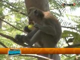 Petani Wonogiri Punya Cara Unik Mengusir Monyet - Wajah Indonesia 06/08