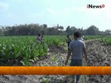Geger! Petani Tembakau Menggali Tanah Untuk Buat Sumur, Temukan Harta Karun - Wajah Indonesia 07/08