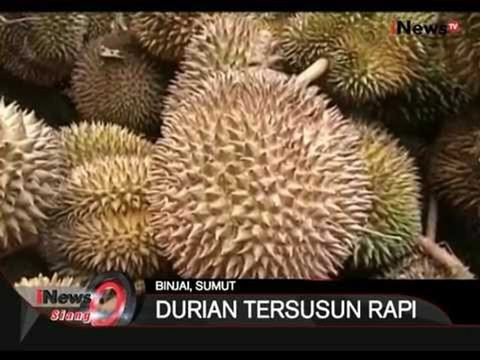 Nikmatnya Musim Durian Di Binjai, Sumut - iNews Siang 06/08
