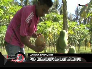 Panen Raya Pepaya, Lombok Barat, NTB - iNews Pagi 10/08