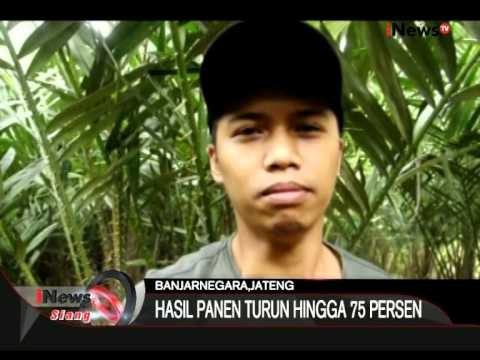Salak Rontok Akibat Kekurangan Air, Banjarnegara, Jateng - iNews Siang 10/08