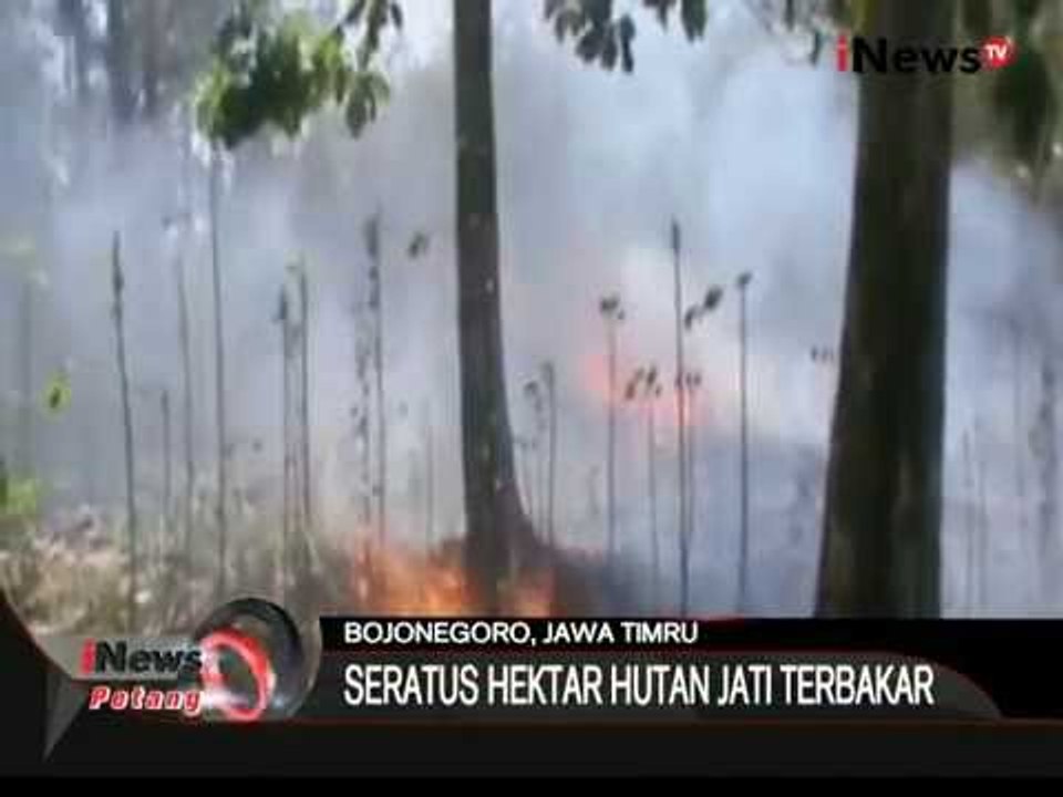 Seratus Hektar Hutan Jati Terbakar - iNews Petang 10/08