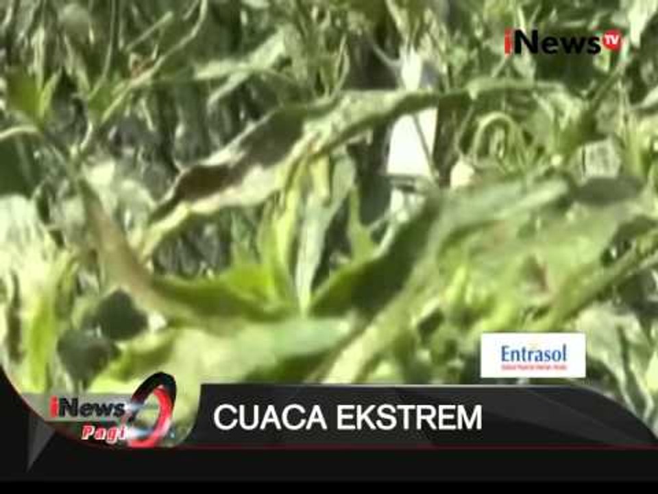 Hujan Di Musim Kering, Cabai Menciut Dan Menguning - iNews Pagi 13/08
