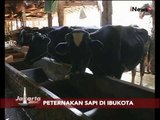 Peternakan Sapi Di Ibukota Sejak Tahun 1960 - Jakarta Today 13/08