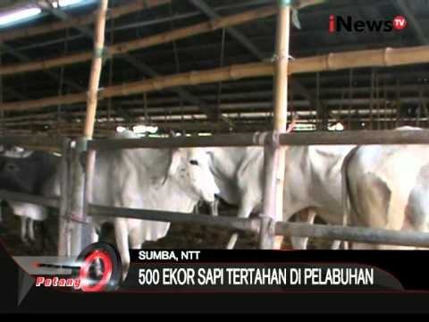 500 Ekor Sapi Tertahan Di Pelabuhan - iNews Petang 13/08